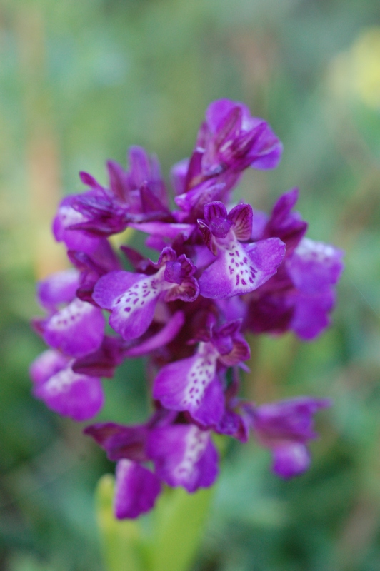 Изображение особи Anacamptis morio ssp. caucasica.