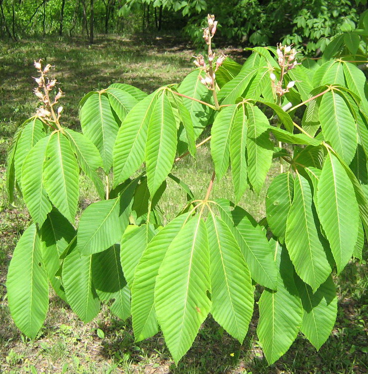 Image of genus Aesculus specimen.