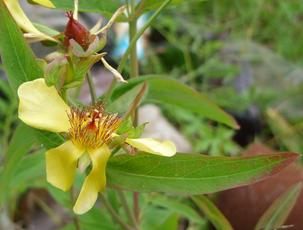 Изображение особи Hypericum gebleri.