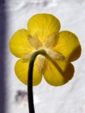 Ranunculus polyanthemos