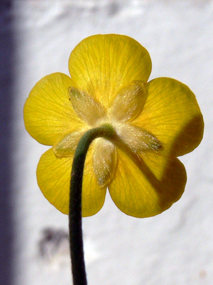 Image of Ranunculus polyanthemos specimen.