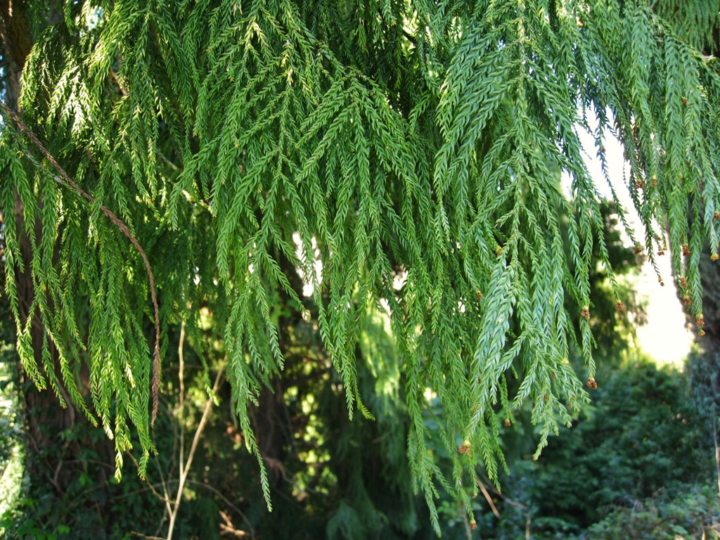 Image of Taiwania cryptomerioides specimen.