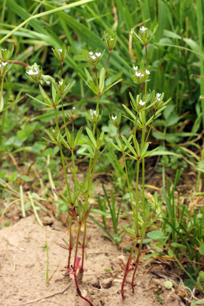 Image of Asperula setosa specimen.