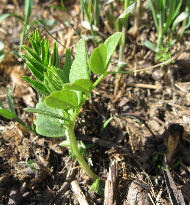 Image of Vicia sepium specimen.