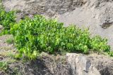 Vitis vinifera. Цветущее растение. Крым, южный берег, заказник \"Канака\", берег моря. 2 июня 2013 г.