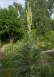 Verbascum thapsus