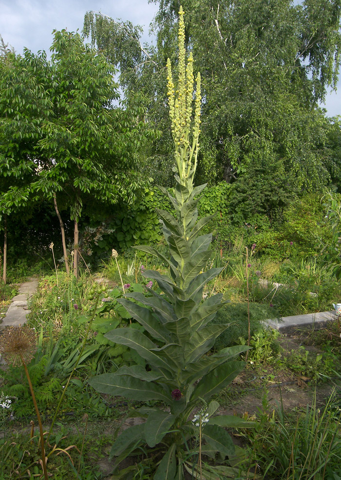 Изображение особи Verbascum thapsus.