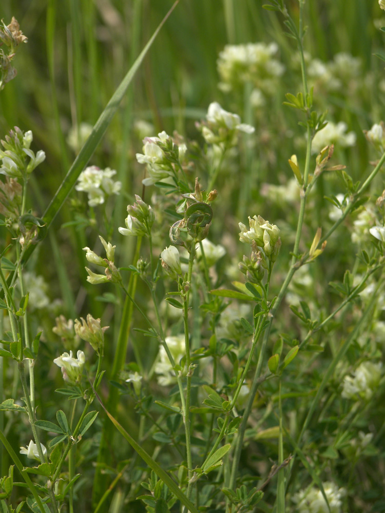 Image of Medicago falcata specimen.