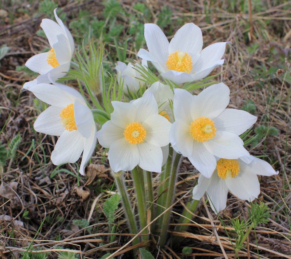 Изображение особи Pulsatilla multifida.