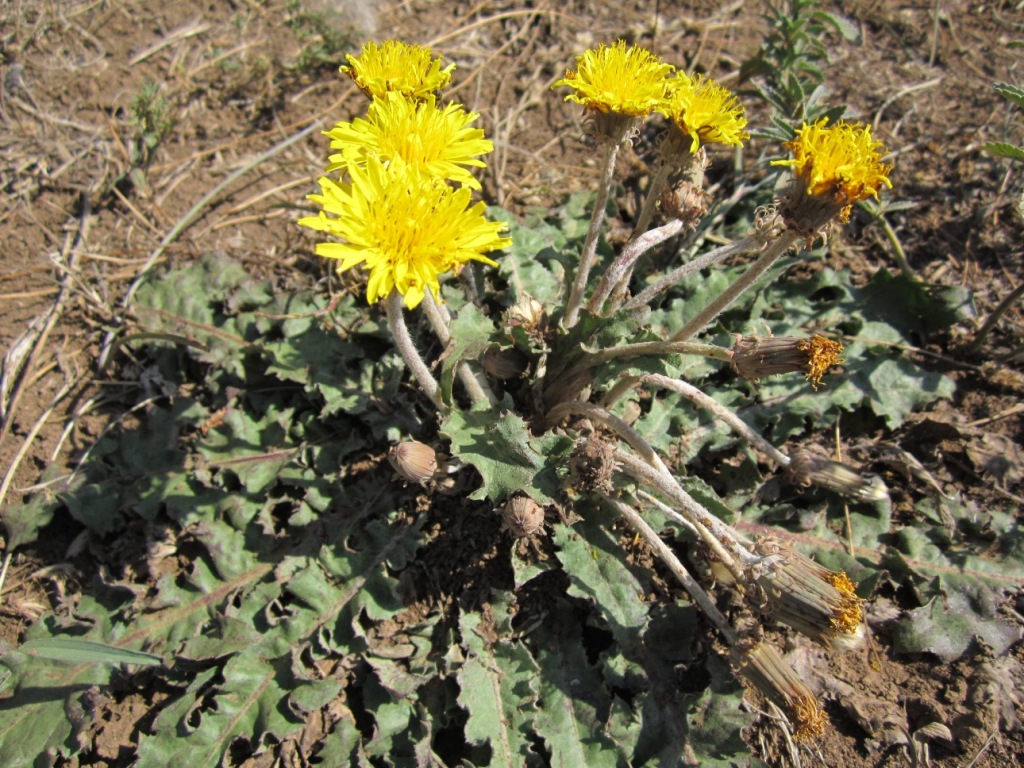 Изображение особи Taraxacum serotinum.