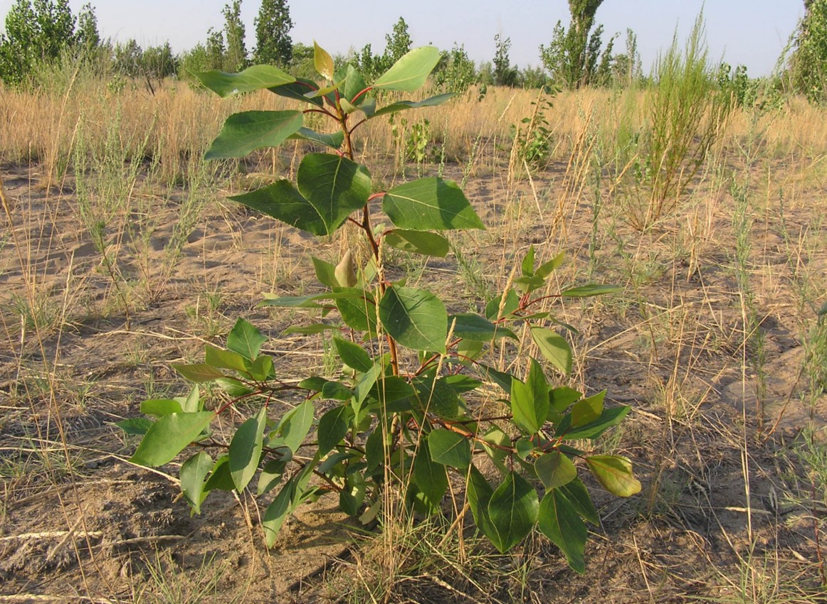 Изображение особи Populus &times; sibirica.