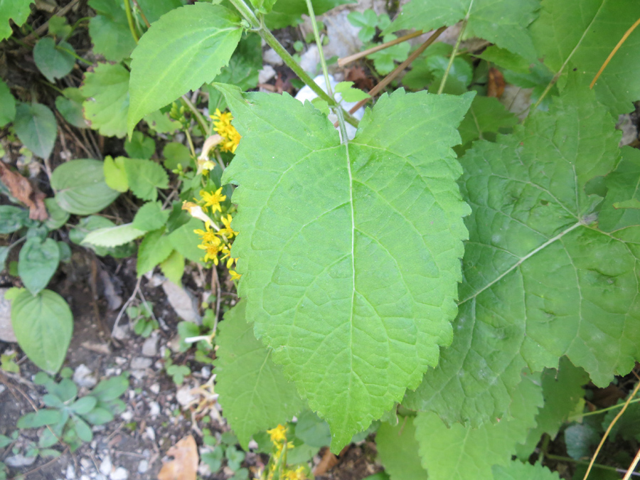 Image of Salvia glutinosa specimen.