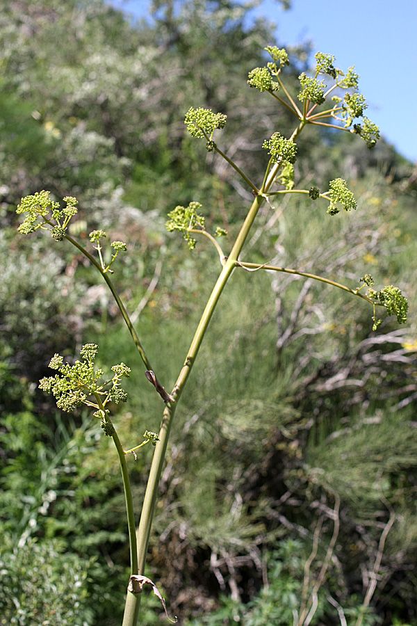 Изображение особи Ferula kirialovii.