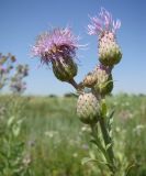 Cirsium setosum. Соцветия. Краснодарский край, Кущёвский р-н, станица Шкуринская, сазовая степь. 02.07.2009.