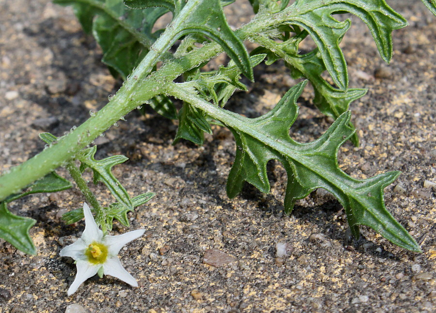 Изображение особи Solanum triflorum.