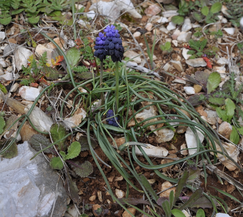 Image of Muscari neglectum specimen.