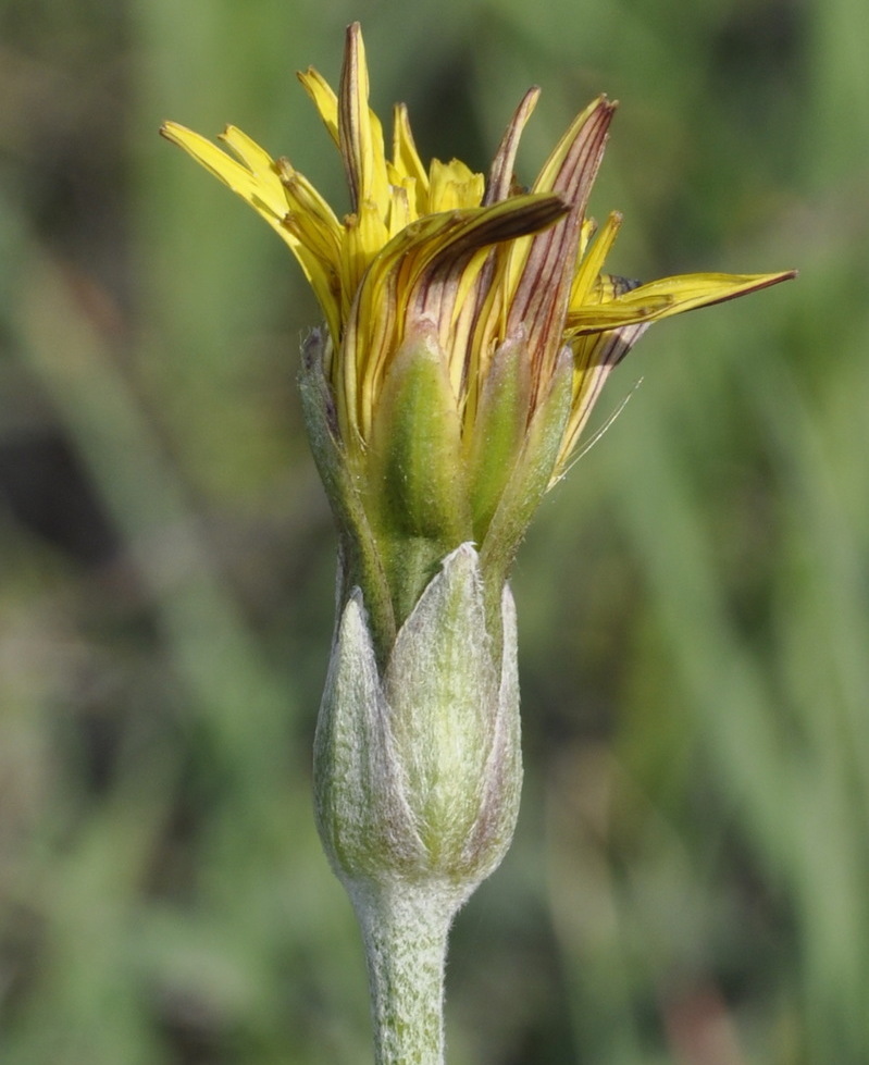 Image of genus Scorzonera specimen.