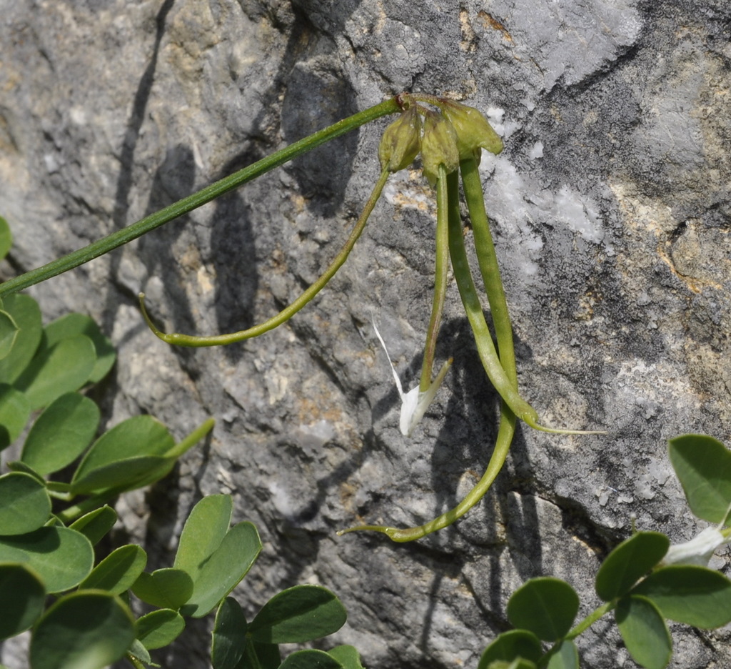 Image of Hippocrepis emeroides specimen.