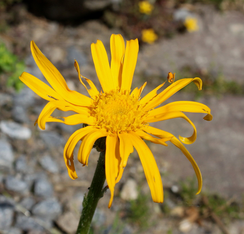 Изображение особи семейство Asteraceae.