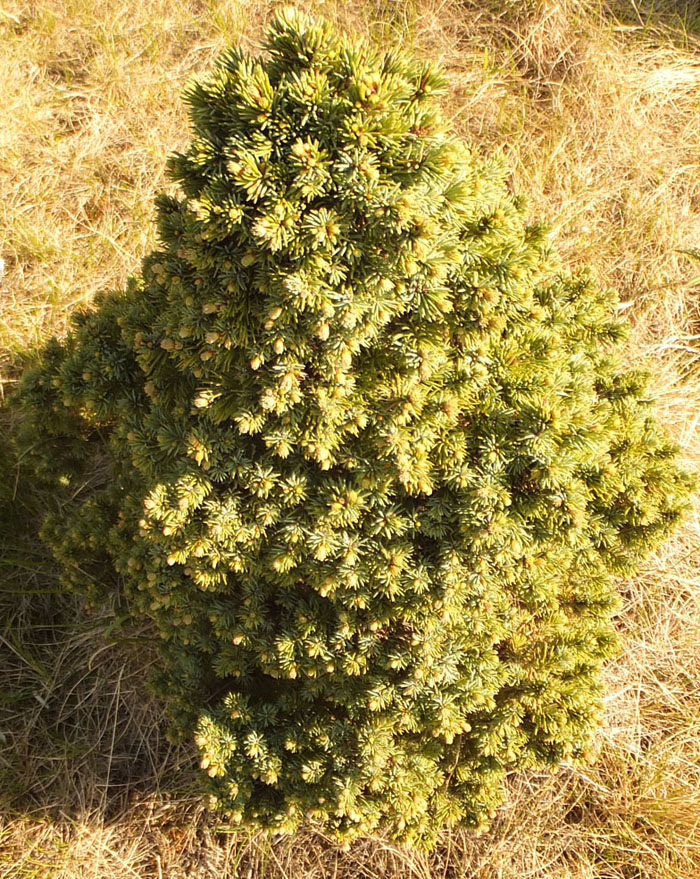 Image of Picea glauca specimen.