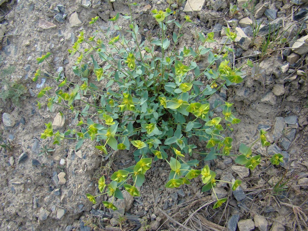 Image of Euphorbia sogdiana specimen.