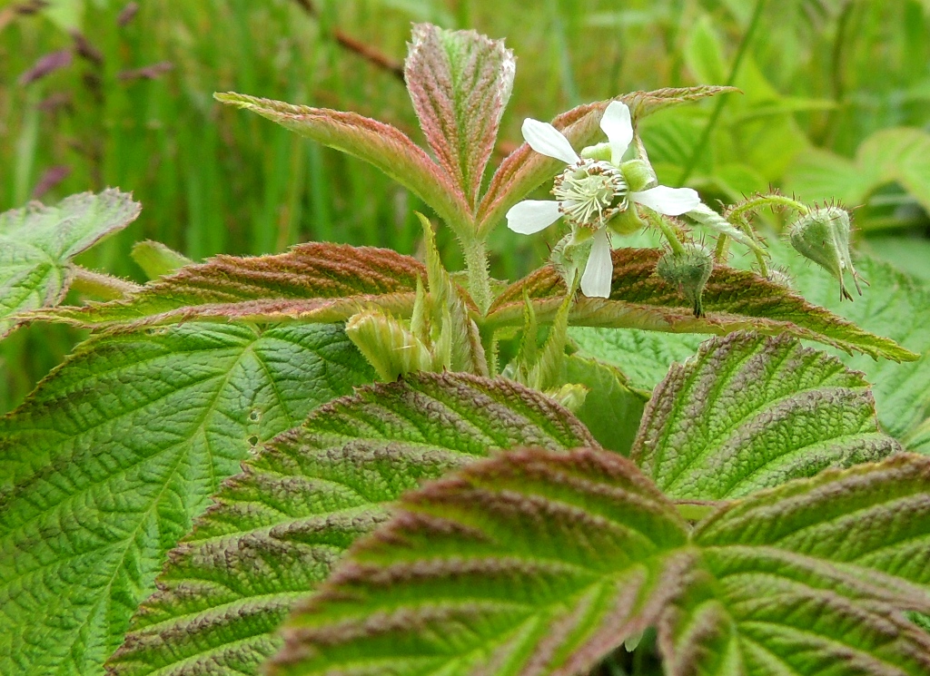 Изображение особи Rubus matsumuranus.