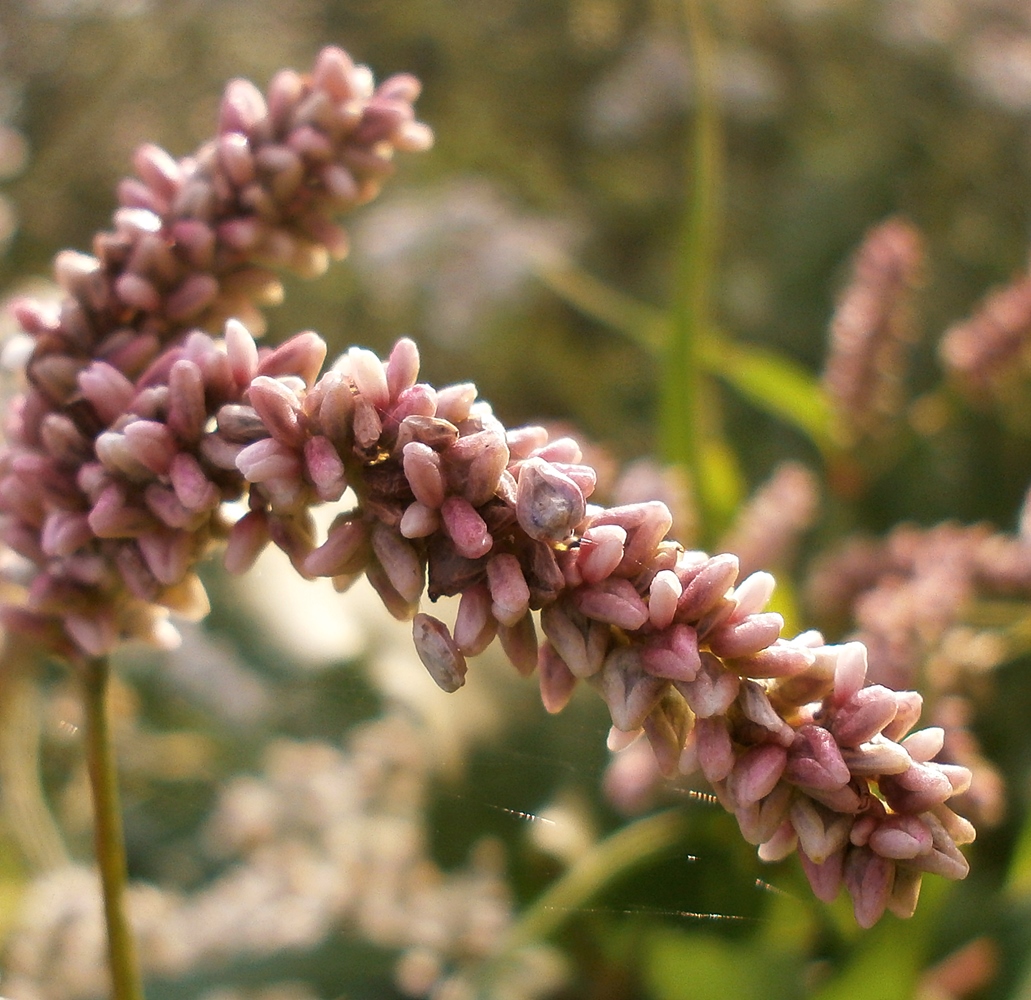 Image of Persicaria lapathifolia specimen.