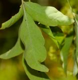 Heteromorpha arborescens