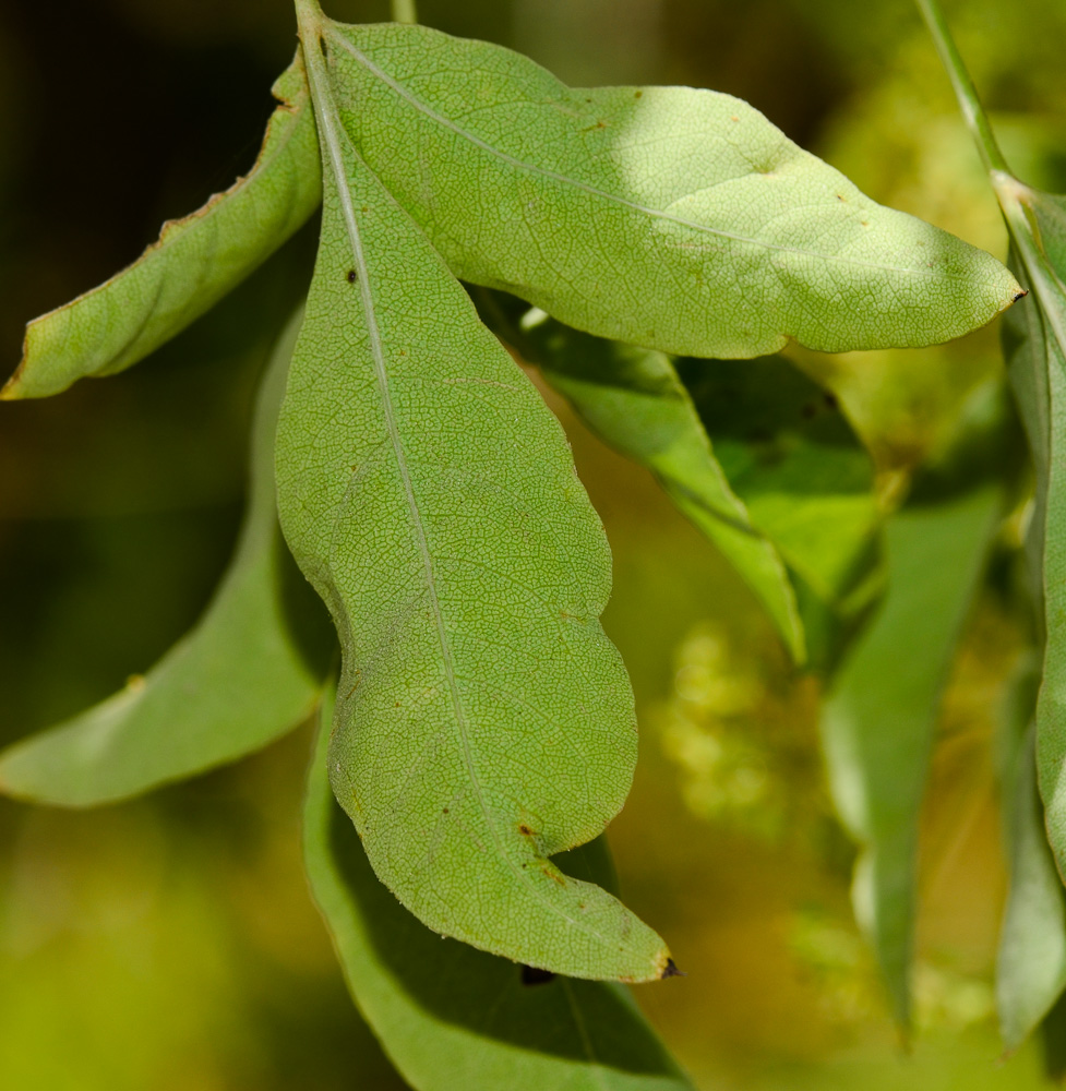 Изображение особи Heteromorpha arborescens.