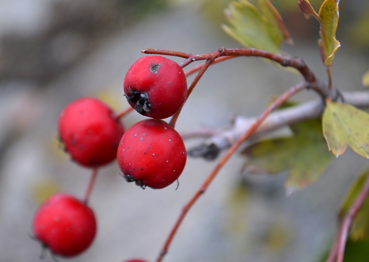 Image of genus Crataegus specimen.