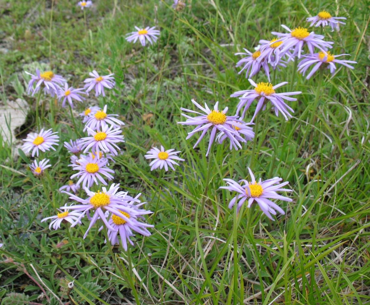 Image of Aster alpinus specimen.