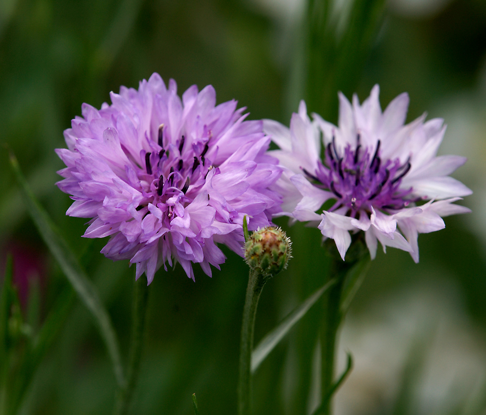 Image of Centaurea cyanus specimen.