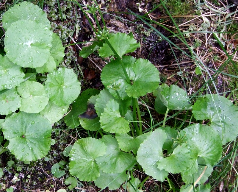 Image of Caltha palustris specimen.