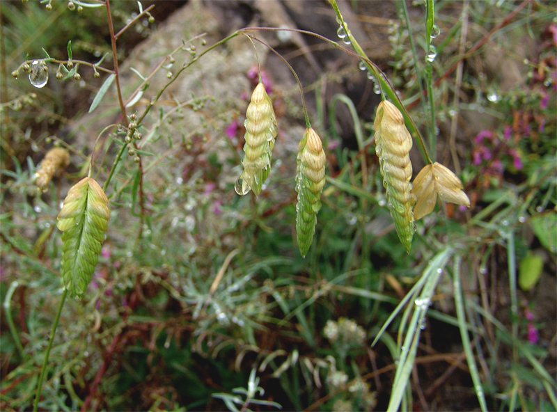 Image of Bromus briziformis specimen.