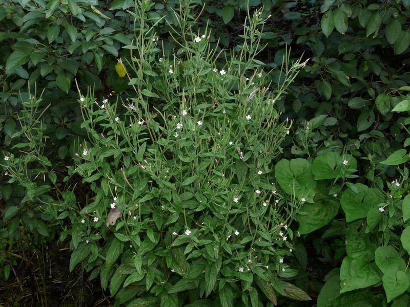 Изображение особи Epilobium roseum.
