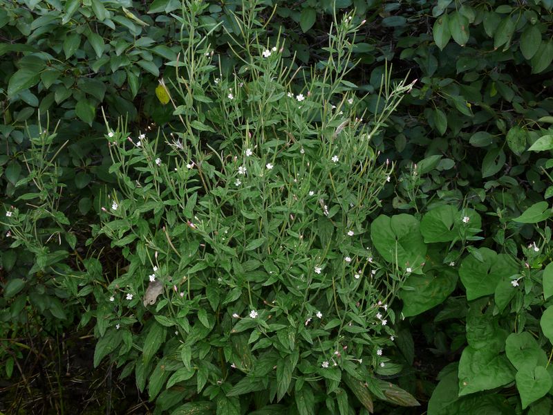 Image of Epilobium roseum specimen.