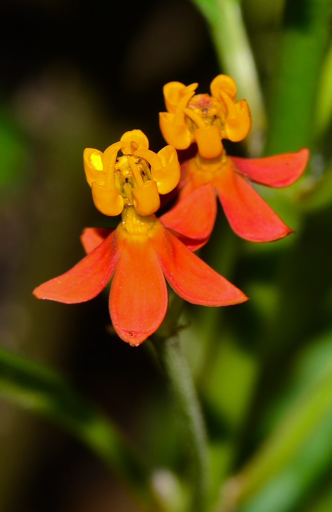 Image of Asclepias curassavica specimen.