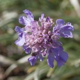 Lomelosia graminifolia. Соцветие с фуражирующей пчелой. Черногория, нац. парк Ловчен, гора Ловчен, вершина Језерски врх, нарушенная горная степь у лестницы перед тоннелем, ведущим к мавзолею Петра II Петровича Негоша. 10.10.2014.