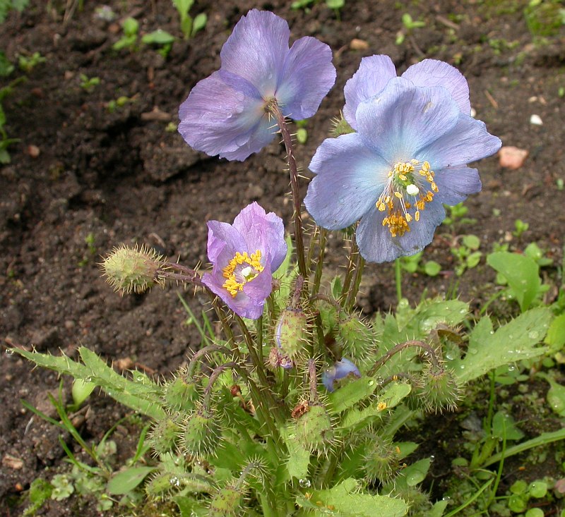 Image of Meconopsis aculeata specimen.