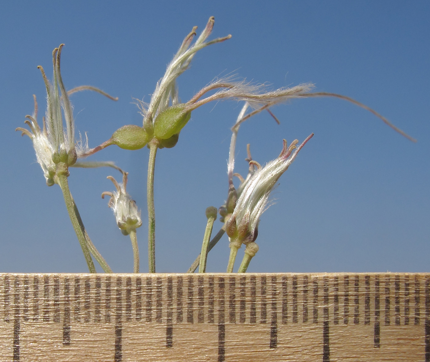 Image of Clematis lathyrifolia specimen.