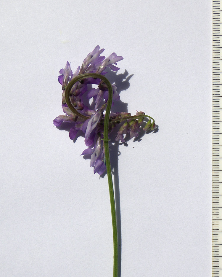 Image of Vicia tenuifolia specimen.