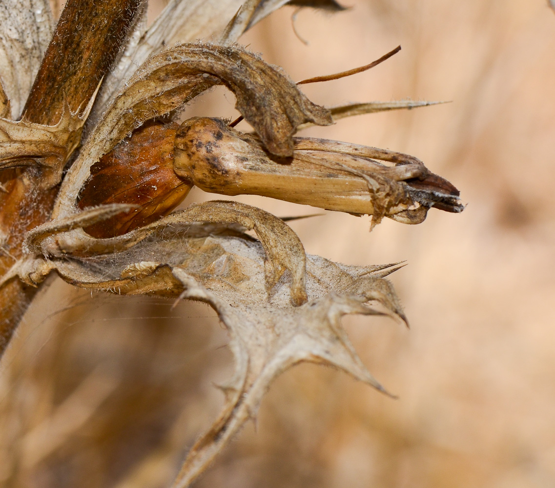 Image of Acanthus mollis specimen.