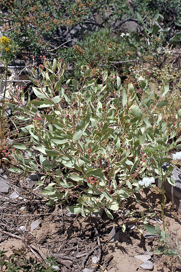 Image of Haplophyllum latifolium specimen.