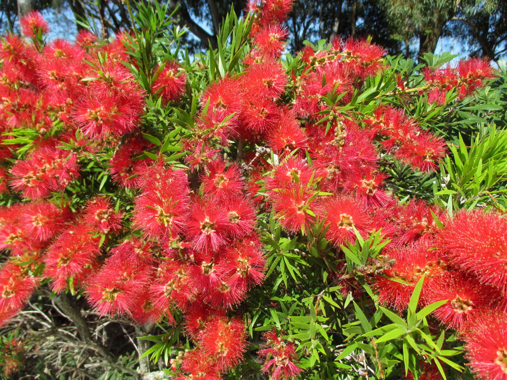 Image of Callistemon viminalis specimen.