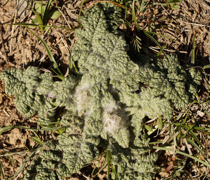 Image of Phlomoides speciosa specimen.