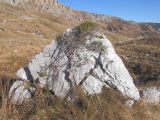 Juniperus hemisphaerica. Взрослое растение на каменной глыбе. Адыгея, Кавказский биосферный заповедник, пер. Гузерипльский, субальпийский пояс, выс. ≈ 1960 м н.у.м. 31.10.2015.