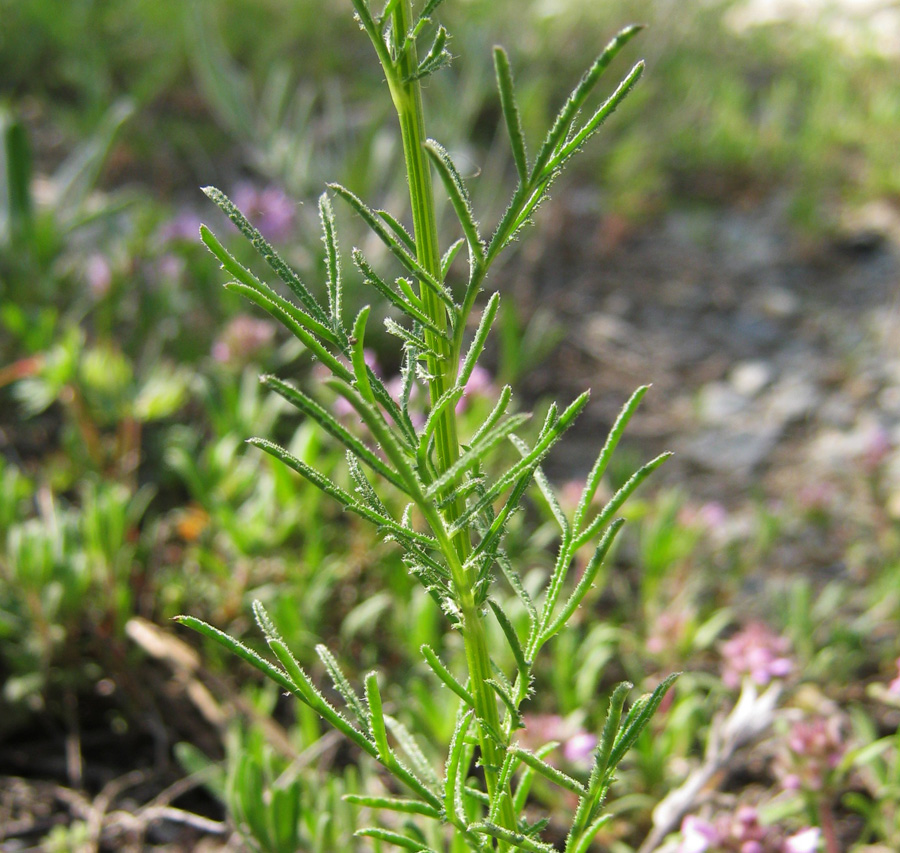 Image of Crupina vulgaris specimen.