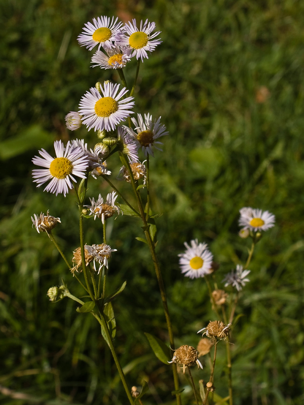 Image of Erigeron annuus ssp. lilacinus specimen.