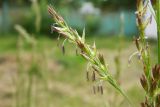 genus Festuca. Часть общего цветущего соцветия. Республика Адыгея, г. Майкоп, на лужайке во дворе дома. 21.05.2016.