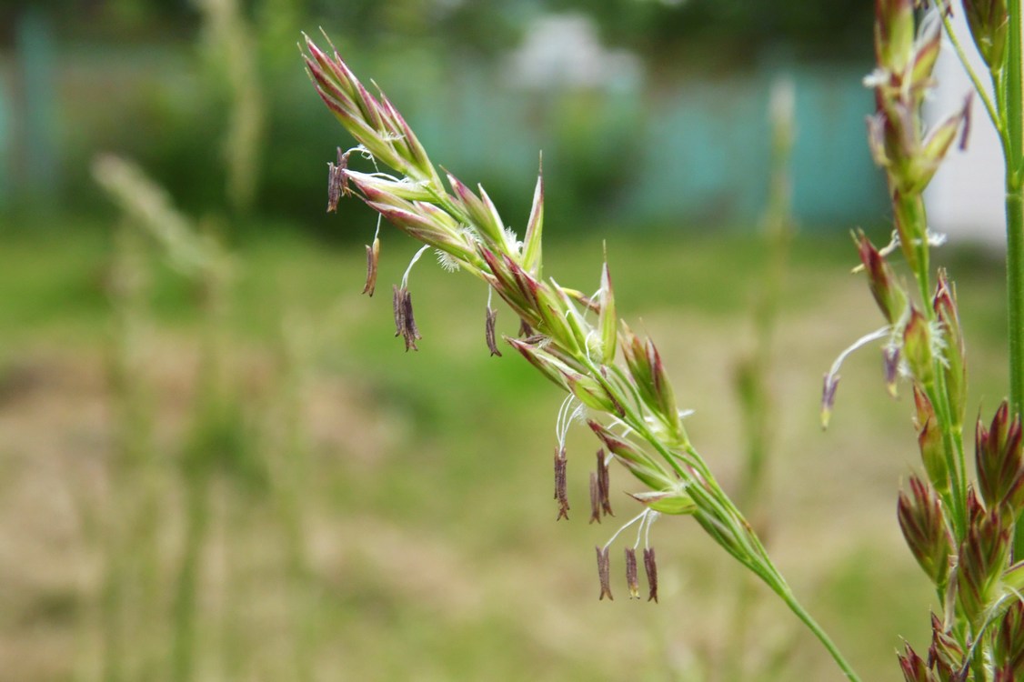 Изображение особи род Festuca.